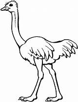 Ostrich Coloring Pages Kids Printable sketch template