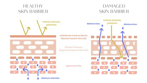 skin barrier   protect repair  skin barrier august skincare