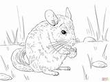 Chinchilla Coloring Pages Tailed Long Printable Animal Chinchillas Supercoloring Categories sketch template