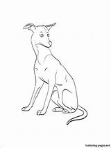 Greyhound Coloring Pages Whippet Dog Getcolorings 750px 46kb sketch template