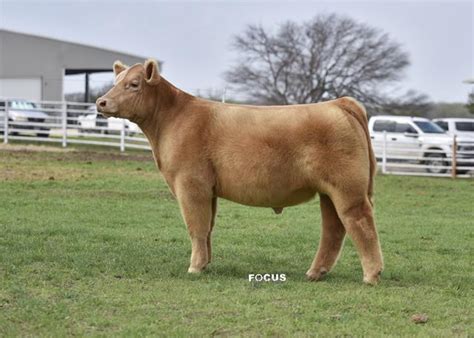 Sunday March 28 2021 Central Texas Select Online Steer