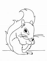 Squirrel Coloring Pages Printable Outline Cartoon Kids Squirrels Tattoo Fall Template Thanksgiving Print Simple Sheets Good Line Popular Tattooimages Biz sketch template