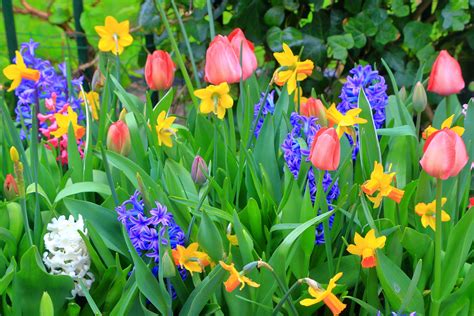 plant   spring blooms delhi flower  garden center