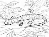 Salamander Coloring Pages Spotted Yellow sketch template