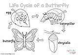 Butterfly Colouring sketch template