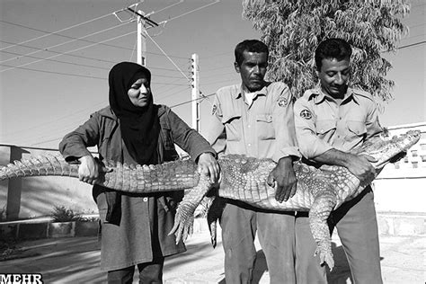 زن ایرانی و راه اندازی مزرعه پرورش تمساح