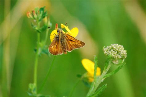 rostfarbener dickkopffalter ochlodes sylvanus schmetterlinge im