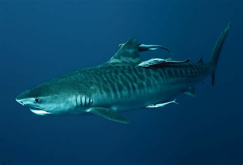 riverview science tiger shark dalten wackett