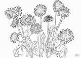 Dandelion Coloring Daisies Pages Gerbera Printable Color Getcolorings Colorings Getdrawings sketch template