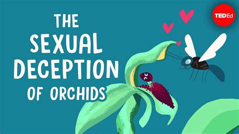 the sexual deception of orchids anne gaskett youtube