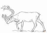 Rentier Reindeer sketch template
