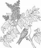 Coloring Pages Birds Finch Flowers Printable Drawing Bird Flower Yellow Purple State Dessin Hampshire Gif Kids Lilac Supercoloring Tree Pencil sketch template