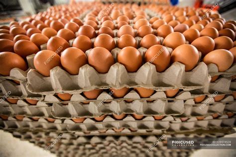 stack  cartons  eggs  factory nutrition sorting stock
