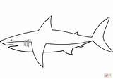 Shark Coloring Easy Sharks Pages Printable Drawing Fish sketch template