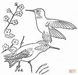 Coloring Pages Hummingbird Hummingbirds Para Dibujos Rufous Printable Ruby Throated Supercoloring Flower Bird Getdrawings Picaflor Birds Patterns Painting sketch template