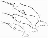 Narwhal Coloring Pages Printable Three Narwhals Kids Print Xcolorings Template sketch template
