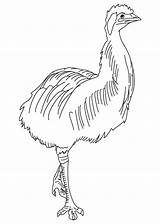 Emu Coloring Largest Bird Pages Kids sketch template