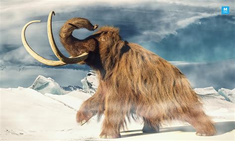 researchers  woolly mammoth  extinct  years    isolated island science
