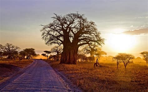 landscape nature baobab trees dry grass dirt road shrubs sunset africa tanzania