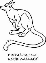 Wallaby Coloring Pages Color Designlooter Animals Animal 680px 59kb Rock sketch template