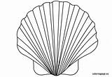 Shell Coloring Seashell Clam Pages Drawing Scallop Printable Line Oyster Color Getdrawings Print Getcolorings Conch Pa sketch template