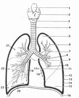 Respiratory Lungs System Anatomy Coloring Printable Pages Worksheets Lung Human Labeling Diagram Quiz Worksheet Kids Sheet Labeled Color Physiology Book sketch template