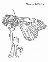 Butterfly Monarch Coloring Pages Printable Print Kids Drawing Caterpillar Sitting Flower Nz Animal Cycle Shows Life Animals Color Getdrawings Fun sketch template