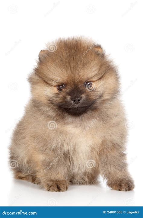 miniature spitz puppy sitting stock photo image
