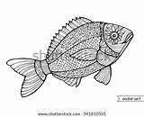 Fish Coloring Vector Graphic Zentangle Adult Ornamental Line Stock Search Floral Pattern Book Drawn Hand Shutterstock Logo Marine Life sketch template