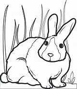 Coloring Pages Rabbit Kids Printable Bunny Getcolorings Print sketch template