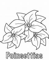 Poinsettia Coloring National Sketching Color Sketch Netart sketch template