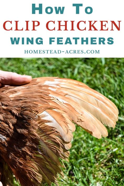 how to clip chicken s wings easy feather clipping