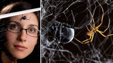 Canadian Scientist Thrills The Web By Live Tweeting Spider