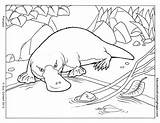 Ornitorrinco Platypus Mammals Schnabeltier Ornitorrincos Imprimir Colwell Tiere Colouringpages Ausmalbilder sketch template