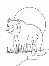 Bear Coloring Pages Choose Board Forest sketch template