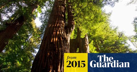 Eden Project Scheme Will Preserve Coast Redwood Trees For Future