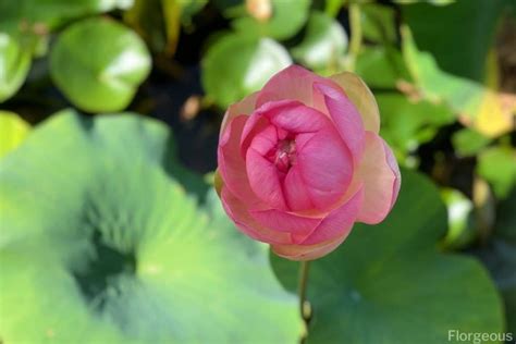 Lotus Flowers 37 Types Meaning And Pictures Florgeous