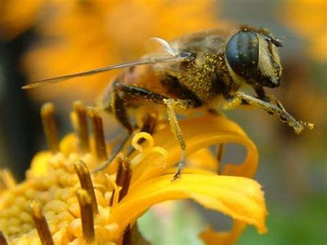 sterven bijen uit door mobiele telefonie