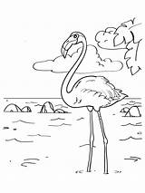 Flamingo Flamingos Flaming Kolorowanki Topkleurplaat Dzieci Coloring4free Dieren 2141 sketch template