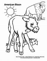 Bison Coloring Pages Color Animal Animals Print Back Library Clipart Popular Cartoon sketch template