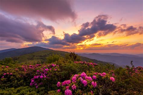 roan mountain rhododendrons fine art photo print  sale