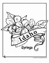 Coloring Flower Idaho State Pages Syringa Woojr Flowers Jr Printables History sketch template