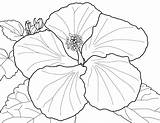 Hibiscus Flower Pages Colouring sketch template
