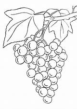 Coloring Grape Grapes Pages Bunch Parentune Printable Worksheets Preschoolers sketch template