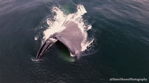 blue whale lunge feeding youtube