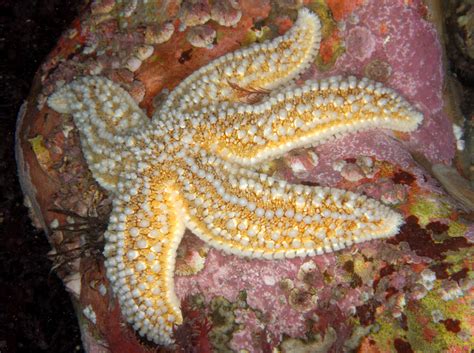 common starfish  wildlife trusts
