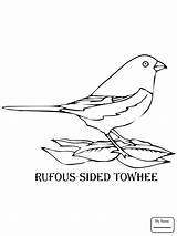 Coloring Towhee Sided Rufous Goldfinch Pages Eastern Drawing American Bird Getdrawings sketch template