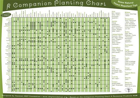 ultimate companion planting guide chart