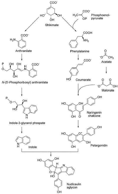 proposed biosynthetic pathway  nudicaulin biosynthesis