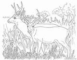 Coloring4free Deer Coloring Pages Realistic Related Posts sketch template